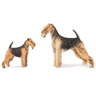 Airedale Terriers and Welsh Terriers are similar in appearance, which brings about many misconceptions about these breeds, and their relation to each other. Common assumptions are that Welsh terriers were bred from Airedales, that Welsh terriers are a newer breed, and/or that Welsh terriers are a smaller version of an Airedale. Many people like the look…