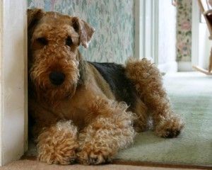 airedale terriers are just so cute!