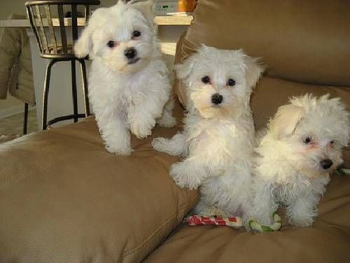 akc adorable maltese puppies