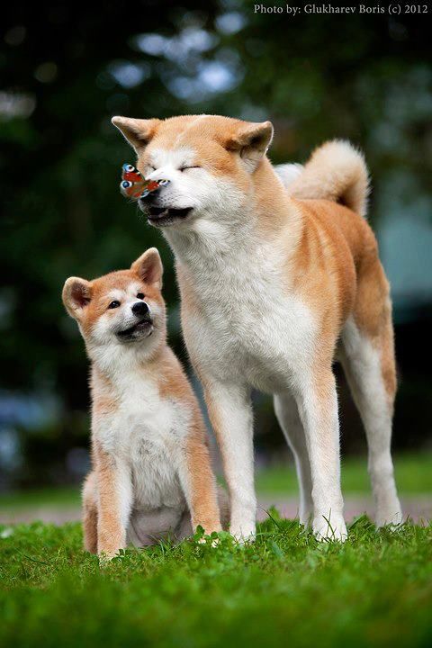 Akita 'm going to have an explosion of overload cuteness!!!. #dog #puppy #akita_inu Read More --