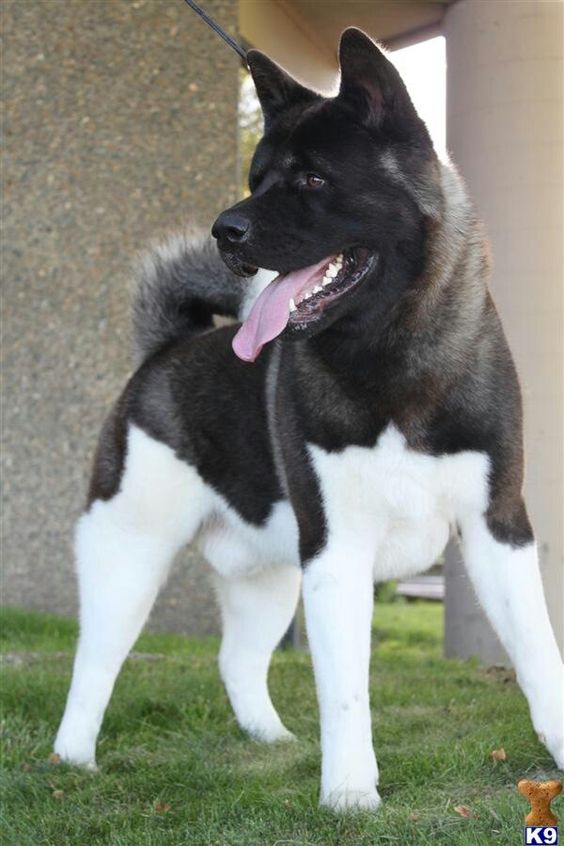 Akita. This is the kind of dog I want (along with a hundred other ones) but sometime in my lifetime I would love to make one a part of my family!