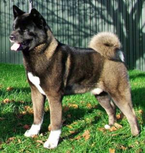 Akita's are thee best guard dogs eva