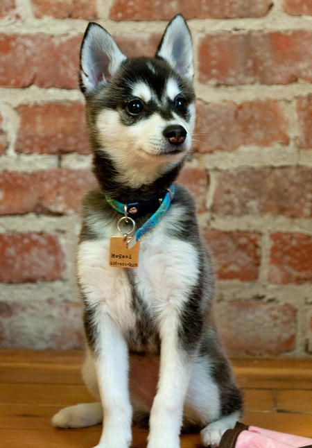 Alaskan Klee Kai--I've wanted one of these dogs for years ♥