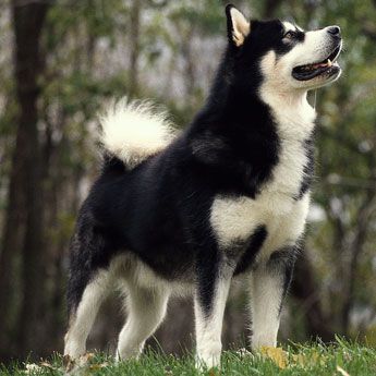 Alaskan Malamute - Large Dog Breed profile