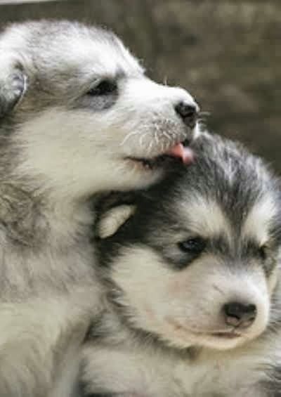 Alaskan Malamute puppies. ~ Cute puppy and dog