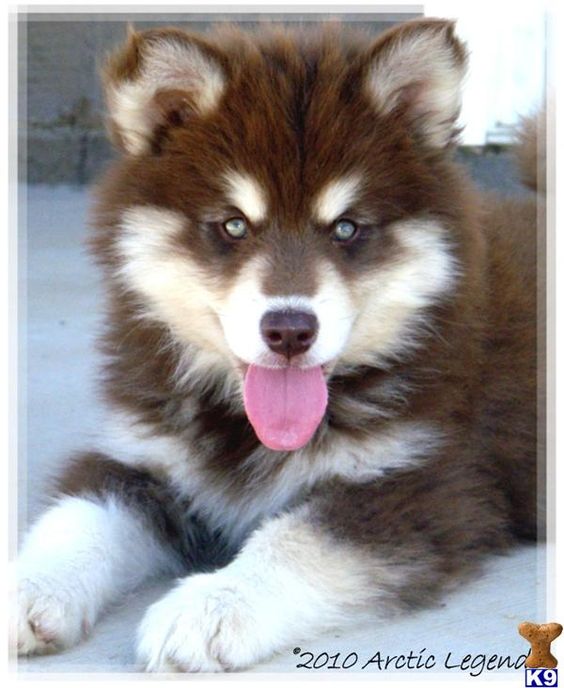 Alaskan Malamute Puppy, I want one of these!