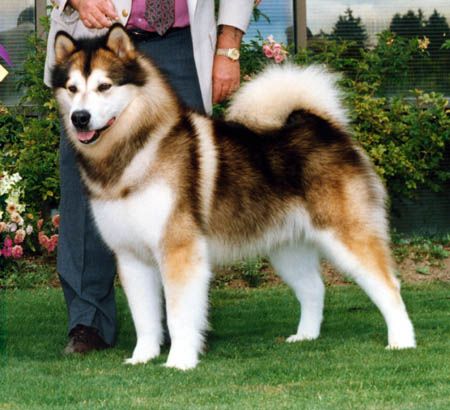 Alaskan Malamutes are so pretty! Sable & White. I HAVE A FEELING AVI WILL LOOK LIKE THIS