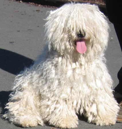 All About the Hungarian Puli - The Mop Dog--this dog is a hoot! @TennantTARDIS