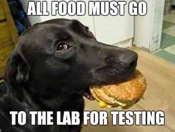 All Food Goes To The Lab For Testing ;) [catanddog ]