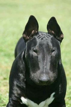 All I can say is WOW !!!!! I only like white bull terriers but this guy is real nice