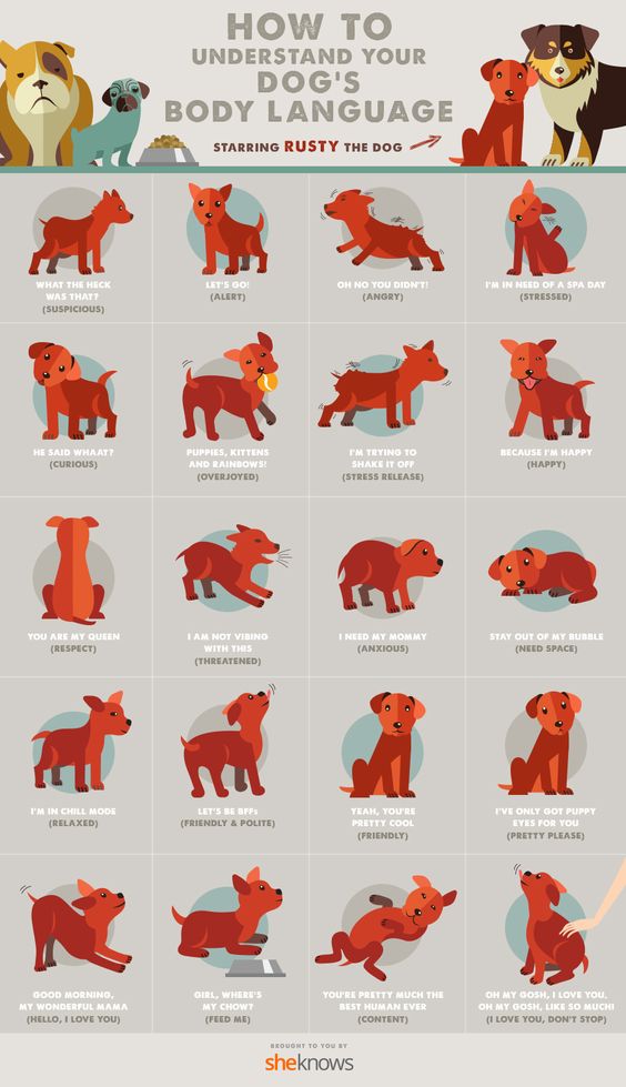 All of your dog's body language finally explained (INFOGRAPHIC)