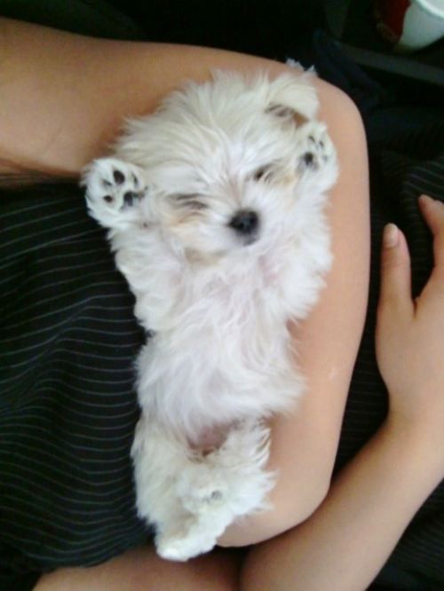 All you want to know about maltese puppies || ...