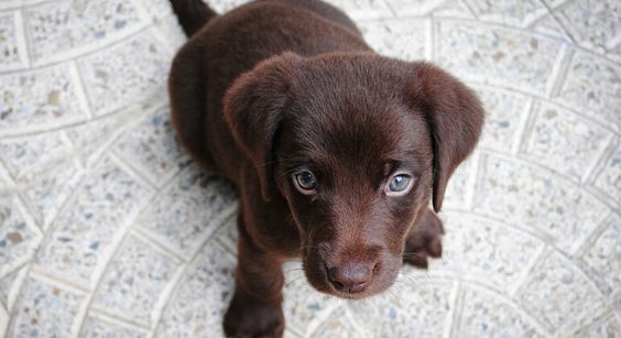 Along with spoiling your new pup, it's always a good idea to start teaching commands early. See the 4 essential commands to teach your puppy.