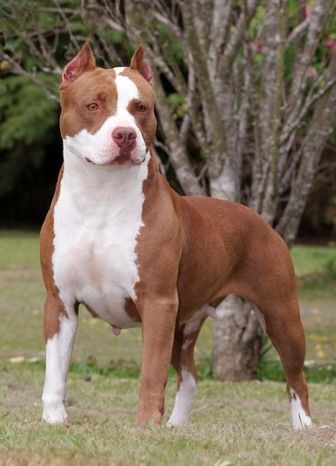 Although pit bulls were all created with similar crossbreeding between bulldogs and terriers, each individual breed within the type has a distinct history. The US Humane Society estimates that there are over  million owned dogs in the United States; however, the number of pit bull-type dogs has not been reliably determined.