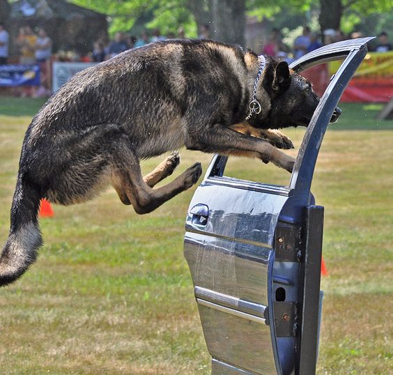 Amazing Photography of dogs | Police K-9 Olympics 7-17-10 | Flickr - Photo Sharing!