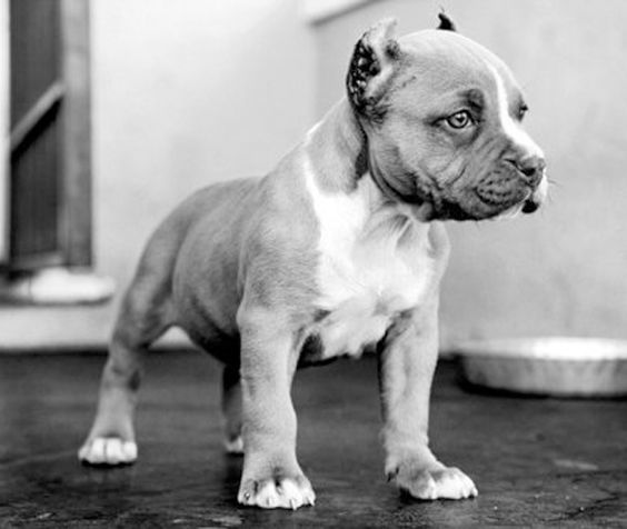 American Pitbull puppy
