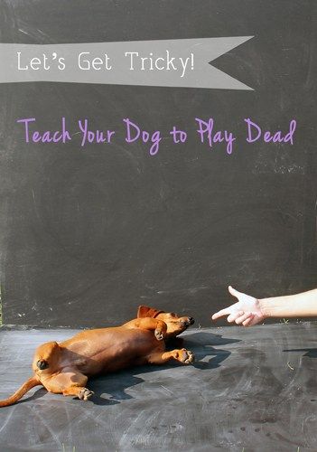 Ammo the Dachshund // Lets Get Tricky // Teach Your Dog to Play Dead