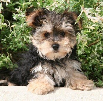 An adorable morkie (maltese-yorkie). I want one. :-)