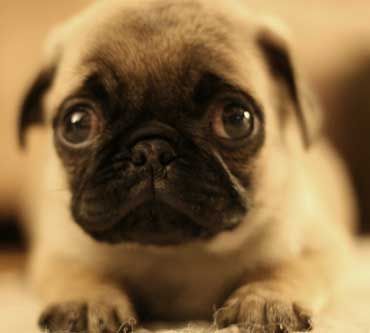 and people think pugs are ugly?!