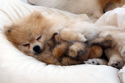 And this little puppy dreamt that he flew! | 20 Puppies Cuddling With Their Stuffed Animals During Nap Time