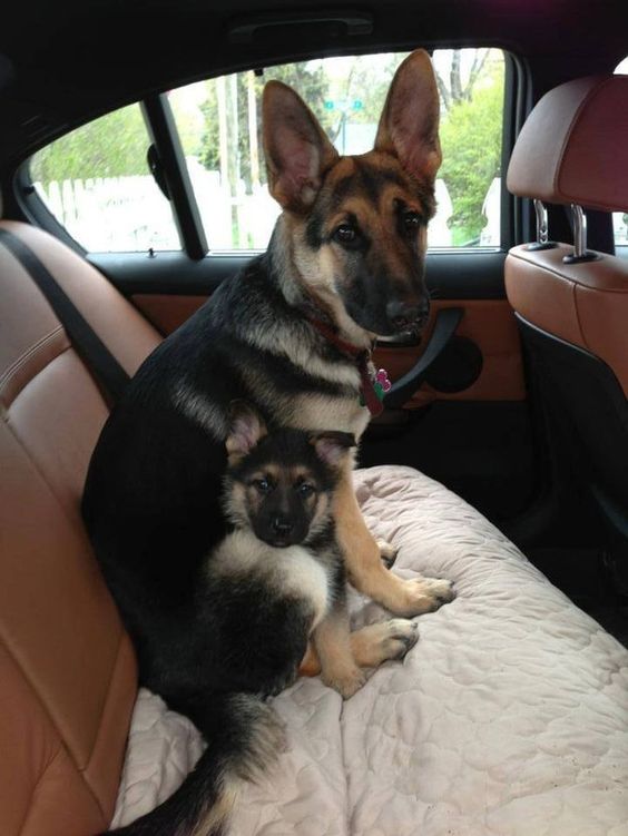 And this mom who’s comforting her baby during his first car ride. | 39 Adorable Pictures You Need To Stop And Look At Right This Second