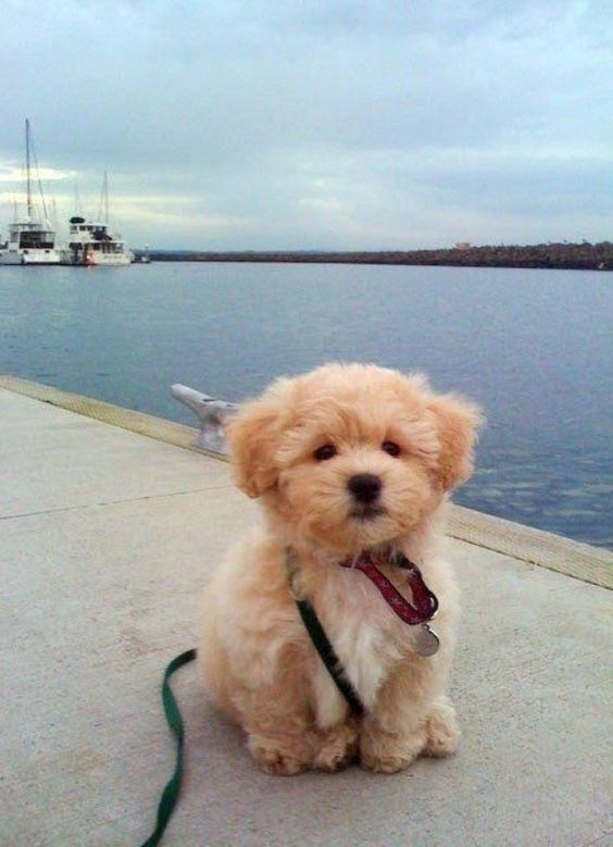 And this teeny tiny adventurer who is an ACTUAL teddy bear. | 27 Puppies Who Are Too Cute To Be Real