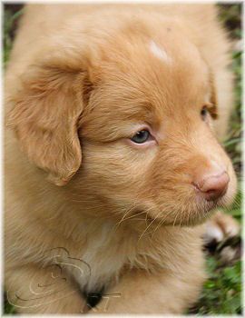 And with this, the Nova Scotia Duck Tolling Retriever has jumped in the list, even for me