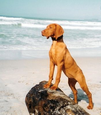 Another article I  Why You Should Choose a Vizsla Over Any Other Dog Breed