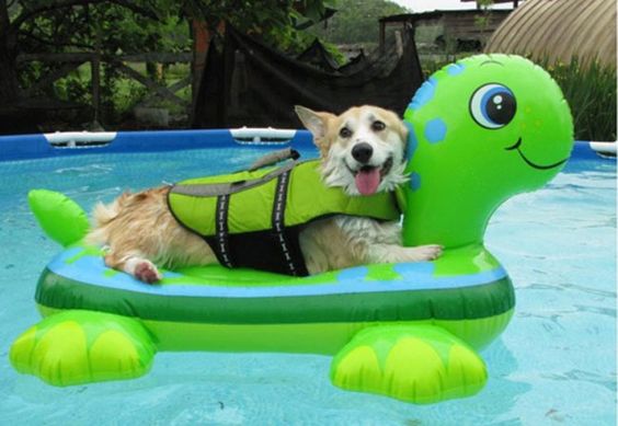 Another thing that makes Corgis happy, turtles