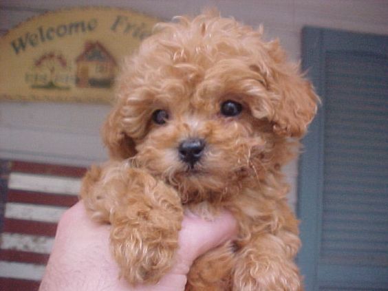 Apricot toy poodle puppy