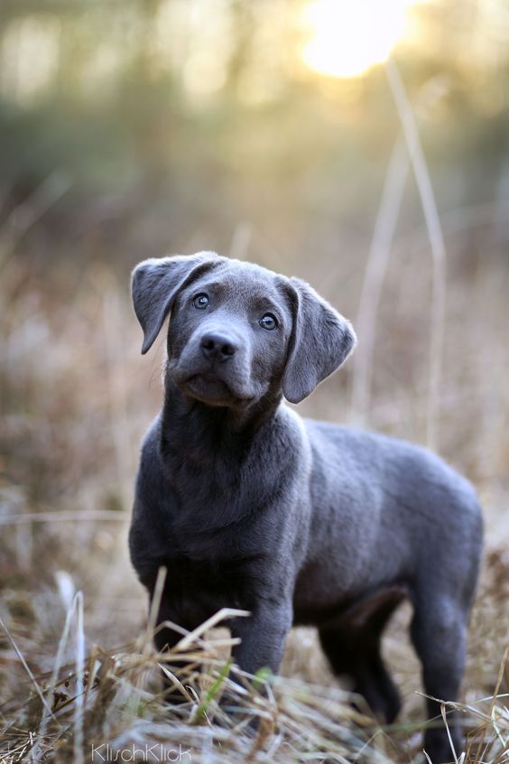 Are you talking to me? silver labrador puppy