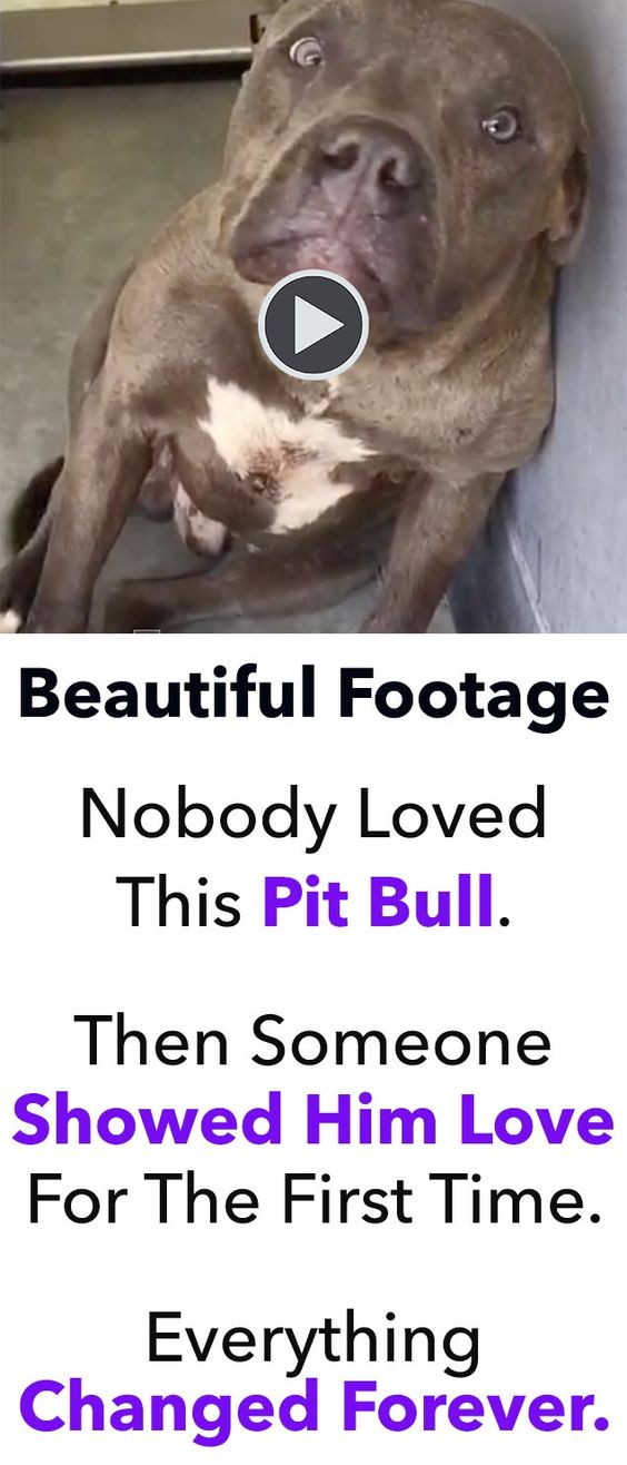 As dog lovers, it’s very difficult for us to understand why someone would ever subject one of our beloved friends to the torture of dog fighting. That’s exactly what happened to this beautiful pit bull. Thankfully, a handful of good people were able to rescue this dog from the clutches of his tortured life.