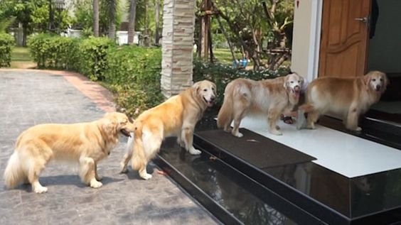 As each dog is allowed inside after being thoroughly wiped, the others wait quietly for their turn  (Click to view video)