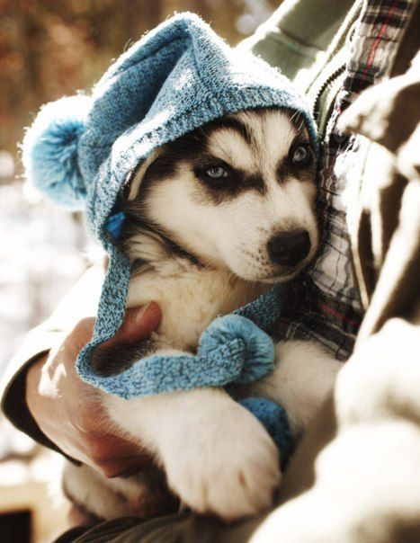 husky puppy. Aww, My sister and I use to have a dog just like this and she was so beautiful. I miss her!!