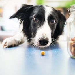 ASPCA veterinarians and behaviorists offer these guidelines regarding your dog’s health and daily activities.