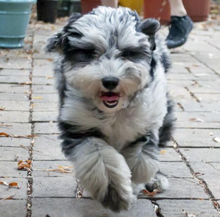 Aussiedoodle - The Aussiedoodle is a cross between an Australian Shepherd and a Poodle, usually a Standard or Miniature Poodle. Both of the breeds used to create Aussiedoodles are considered to be canine Einsteins, making this one super smart cross-breed.