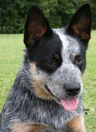 australian cattle dog blue heeler - Google Search