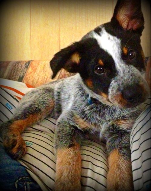 Australian Cattle Dog / Blue Heeler #puppy