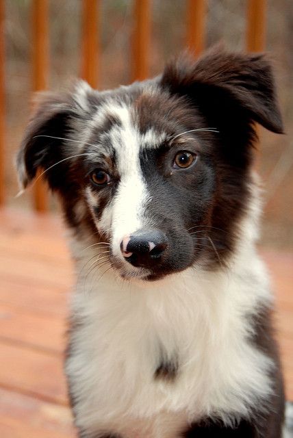 Australian Shepherd Dog Some of the best dogs in the world I have one and had one just like the one in the picture I love them