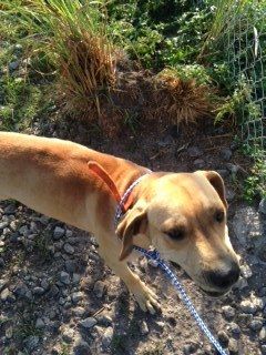 Available for adoption - Scrappy-26861 is a male dog, Black Mouth Cur Mix, located at Hardee County Animal Control in Wauchula, FL.