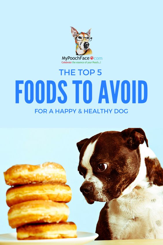 Avoid these foods to keep your furbaby happy & healthy!