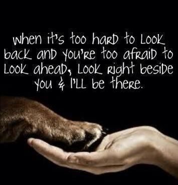Awe!! I'm seriously s dog lover and I love my dog so much❤️❤️❤️ they r amazing animals