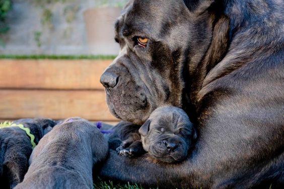 Awesome Collection of Cane Corso Puppies Ever