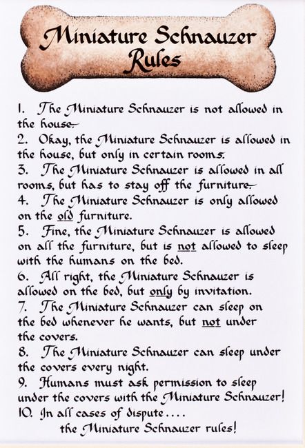 Awesome Mini Schnauzer Rules:  was how Joe started out too!