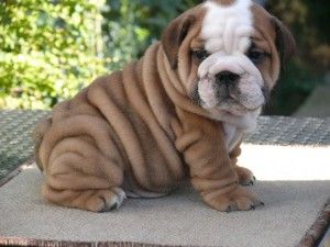 aww just look how cute he  at all the rolls!! so adorable!:D
