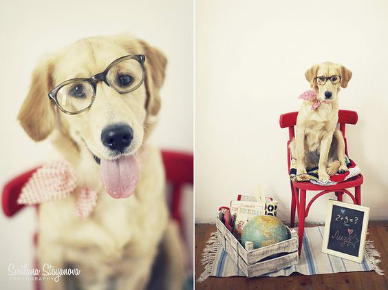 golden retriever in a back to school photo session by Lucy in the Sky with Diamond Flickr member. Pet Photography | Dog | Puppies | Props | Photoshoot Ideas