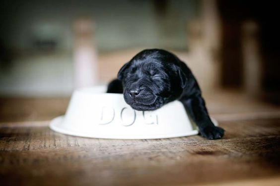 little black lab puppy ever ♥ | Pet Photography | Dog | Puppies | | Labrador Retriever |