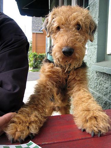 Awww - look at that face, how can you Not Love an Airedale Terrier absolutely adorable