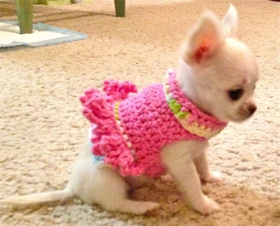 Awwww, such a Chihuahua cutie in a cutie pink frilly top. #chihuahuadaily #teacupdogs #teacupchihuahua