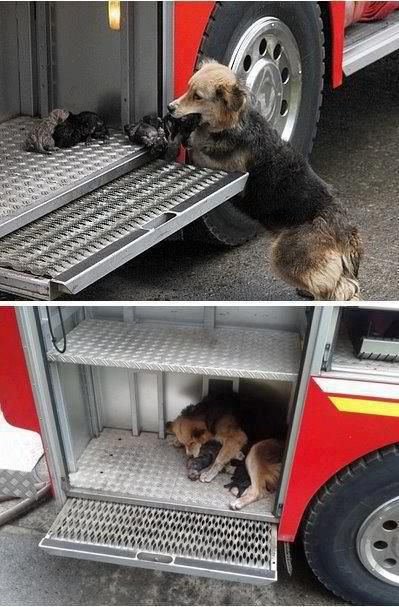 Awwwwww! This dog saved all her puppies from a fire and put them all in one of the fire trucks on the scene.